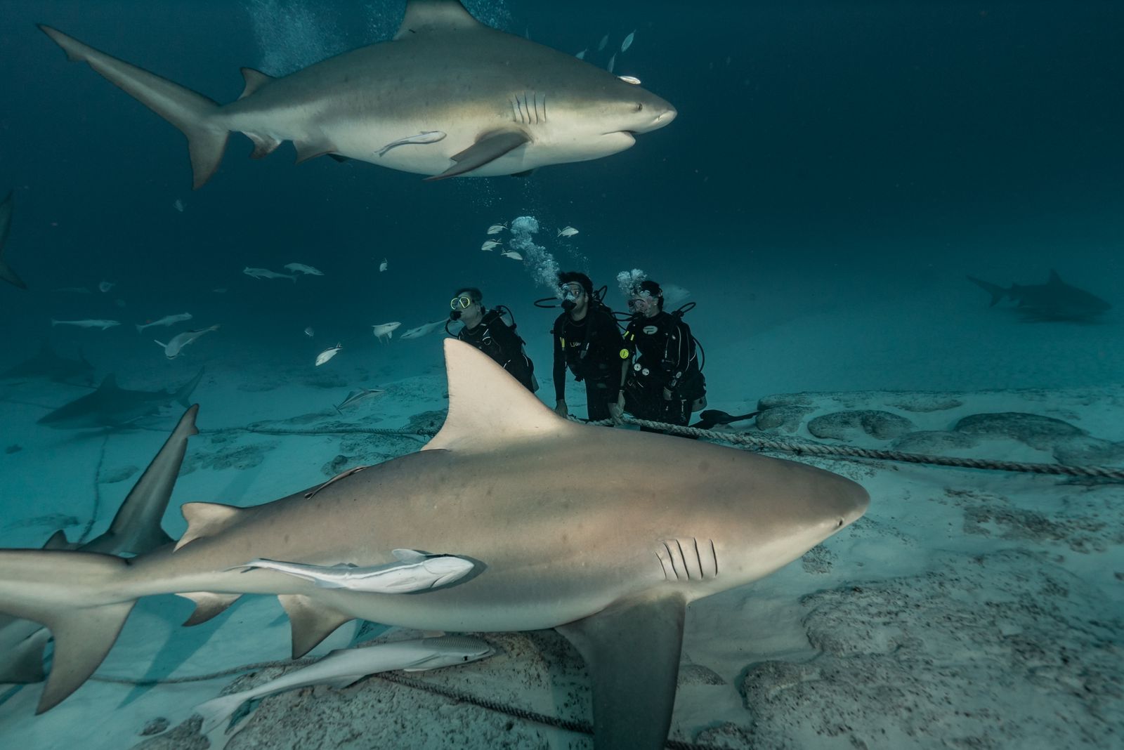 Diving with the bull sharks