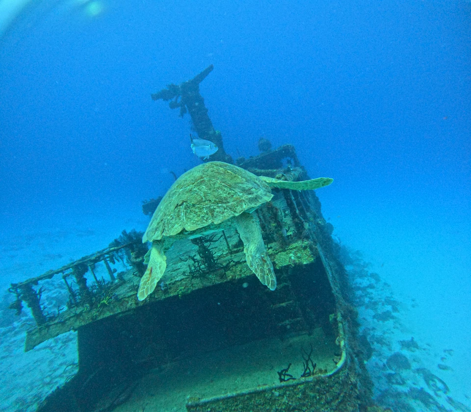 Sea turtle over shipwreck in Playa del Carmen scuba dive