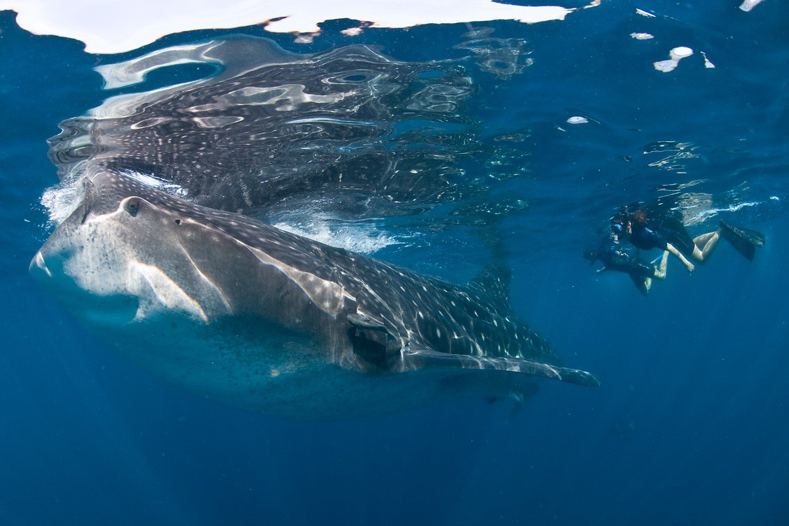 Admiring the whale shark