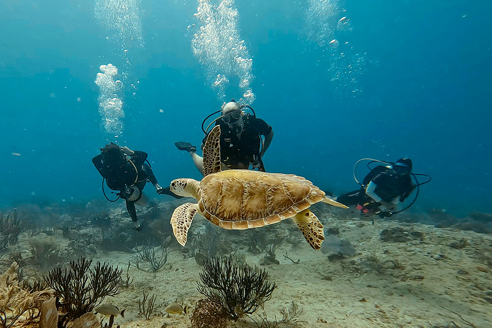 Buceo con tortugas