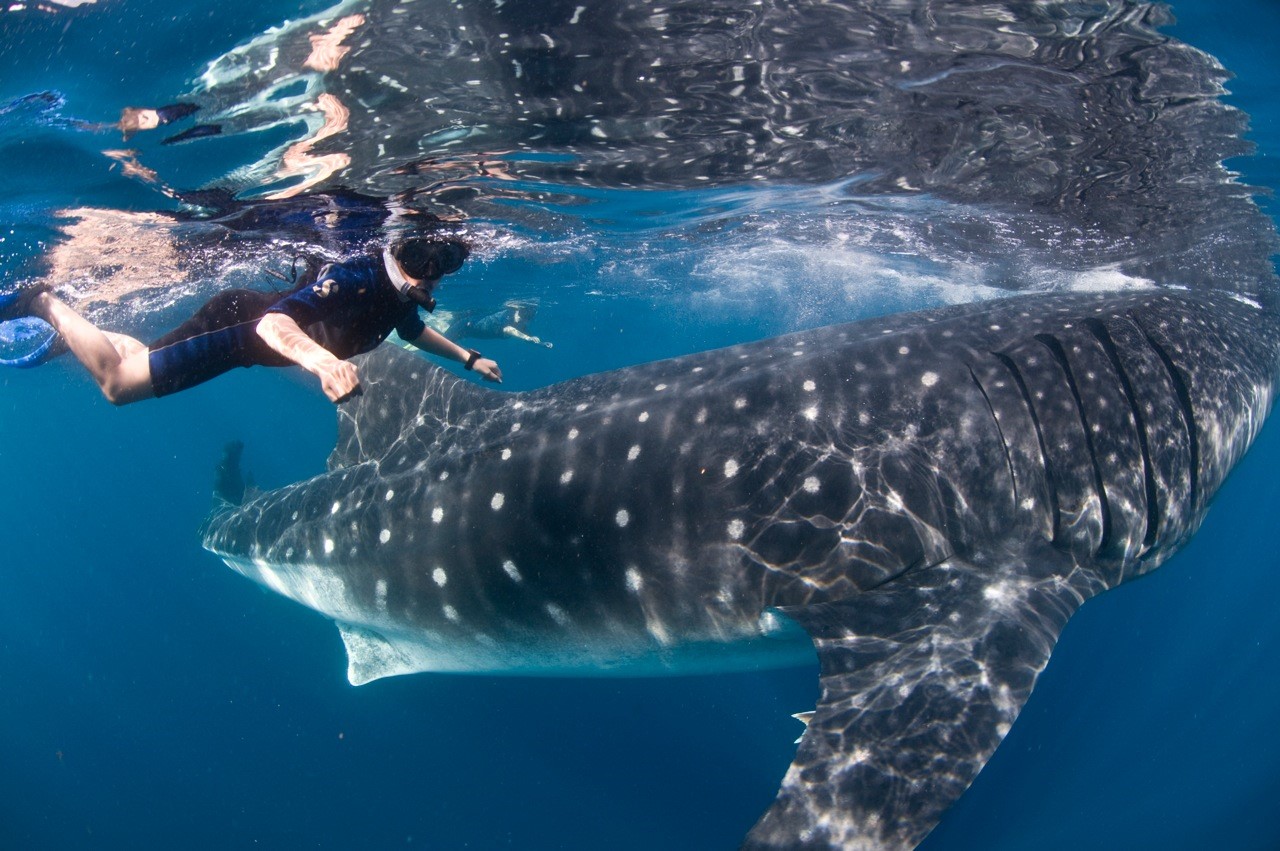 Nado con tiburón ballena en mar abierto